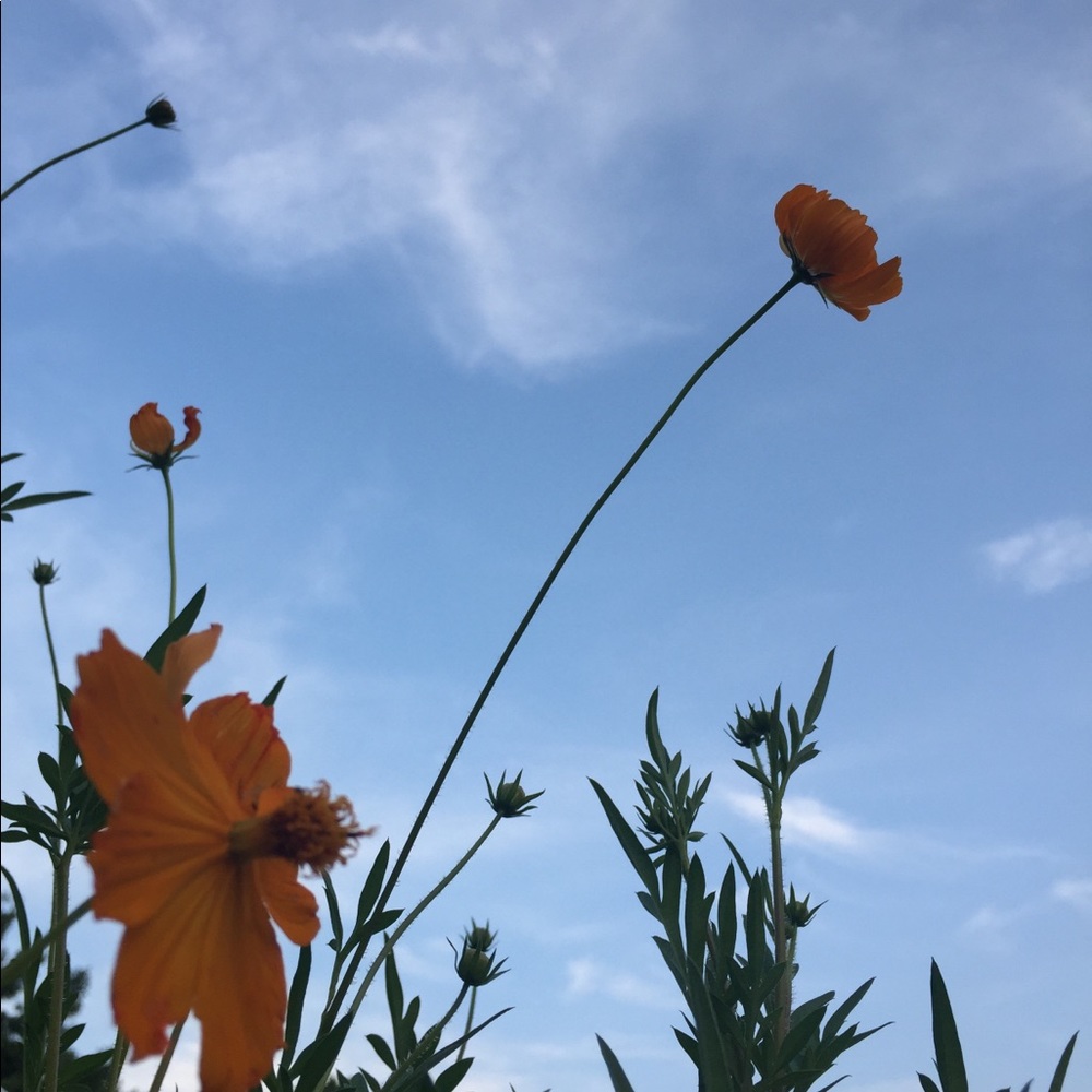 Meet your Posher, Si